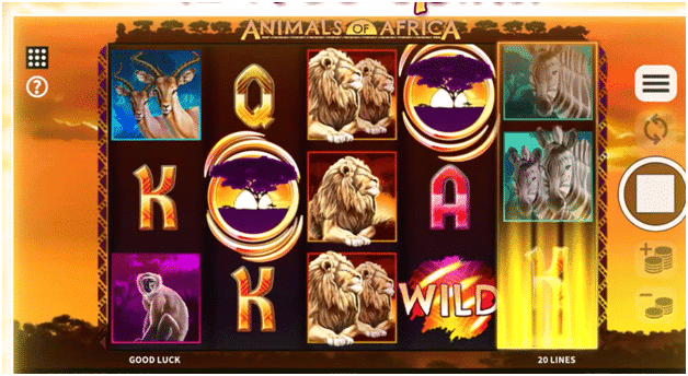 animal